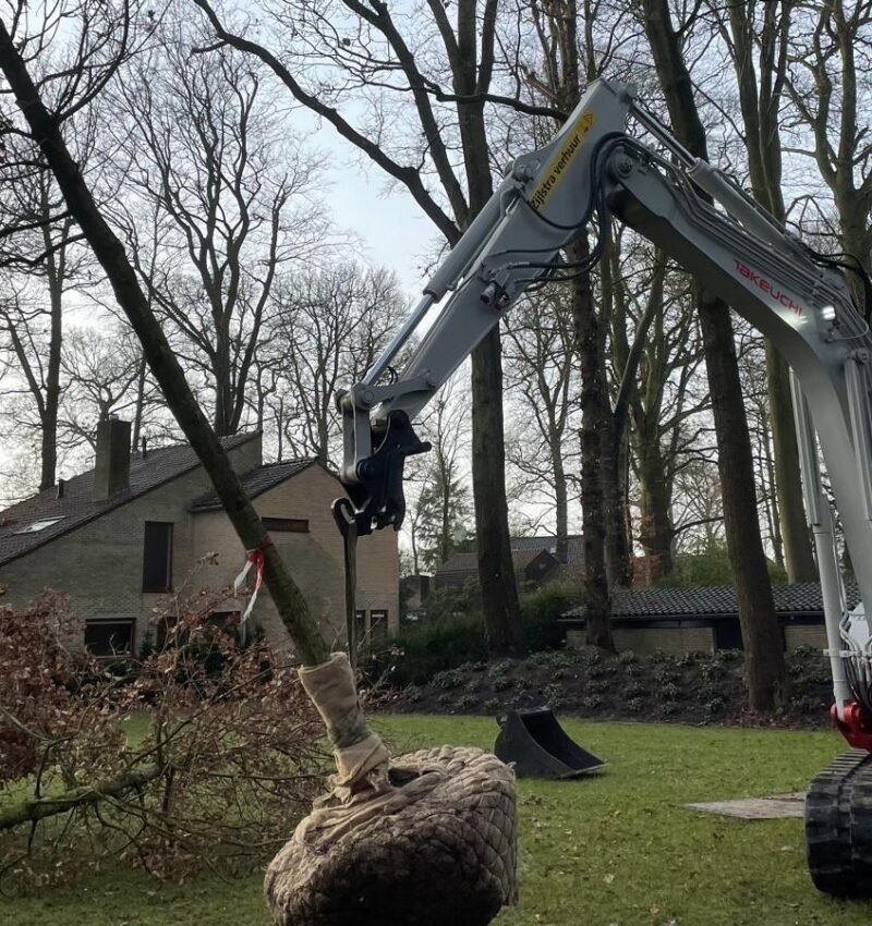 Boomverplanting in tuin